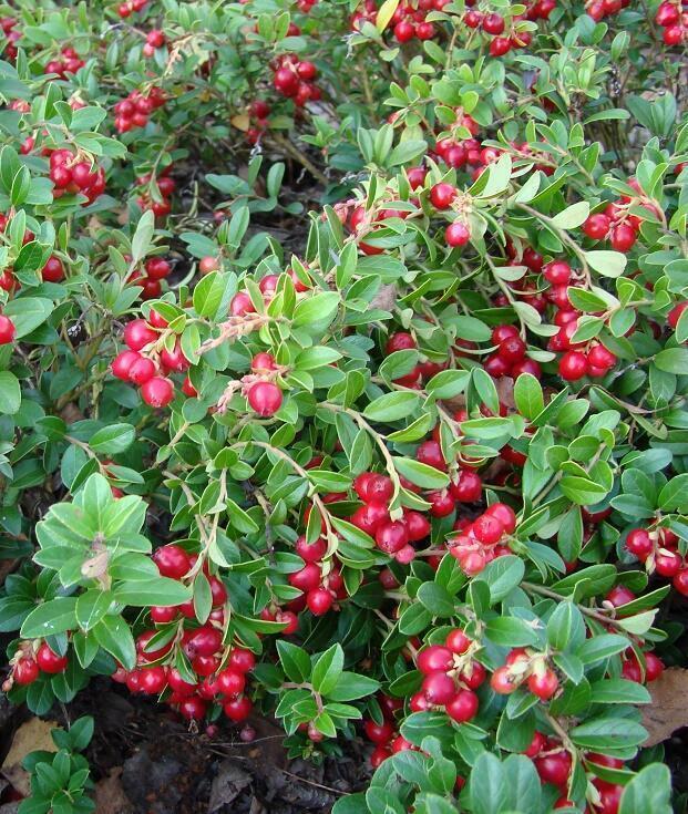 Купить оптом в Ботанике Брусника Коралл P9