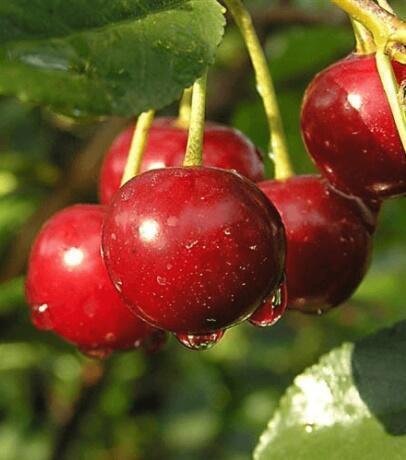 Купить оптом в Ботанике Вишня Жуковская Саженцы ОКС 1год