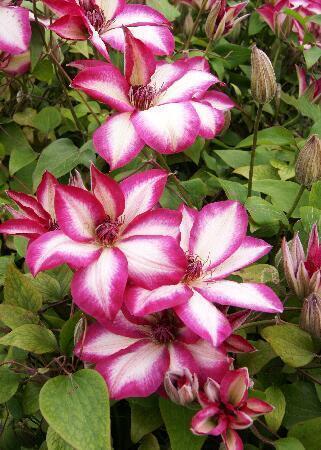 Купить оптом в Ботанике Клематис Пикоти 25 шт