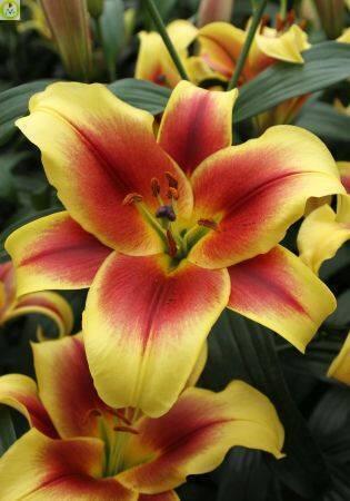 Купить оптом в Ботанике Лилия Флавия 18/20 25шт