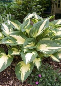 Купить оптом в Ботанике Хоста Кристмас Кэнди 1 шт