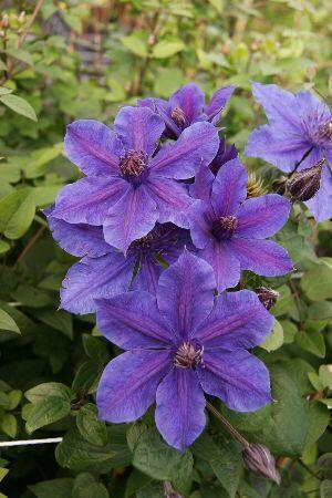 Купить оптом в Ботанике Клематис Мон Амур 2 шт
