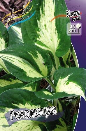 Купить оптом в Ботанике Хоста Революция 1 шт