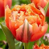 Тюльпан Роял Сентенниал