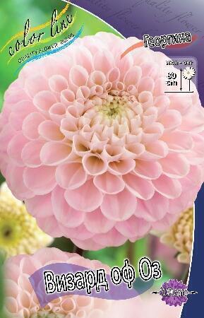 Купить оптом в Ботанике Георгина Визард Оф Оз 1 шт шаровидные 