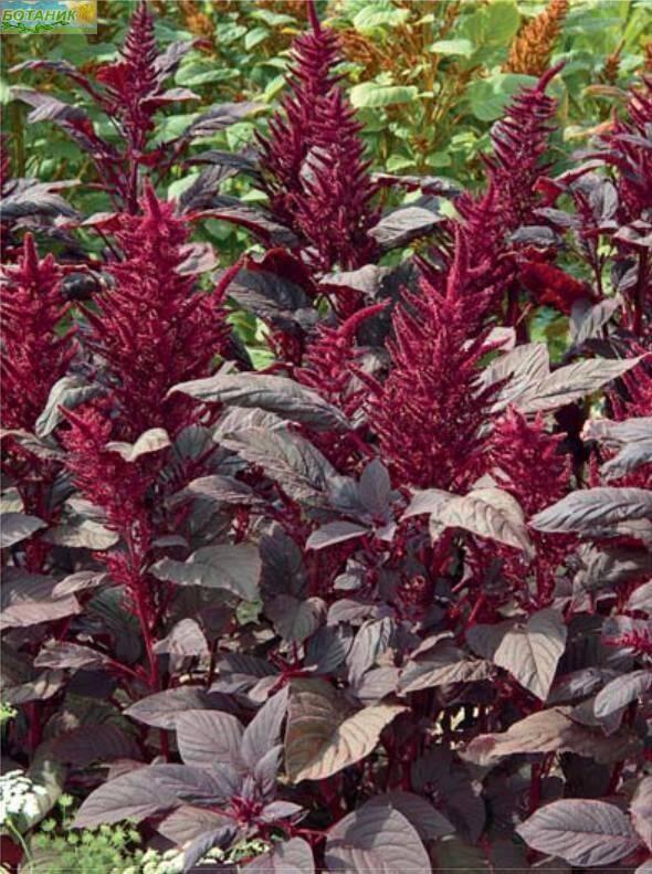 Купить оптом в Ботанике семена Амарант Валентина овощной Аэл бренд Аэлита