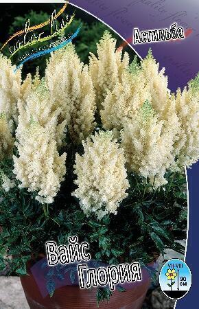 Купить оптом в Ботанике Астильба Вайс Глория 1 шт