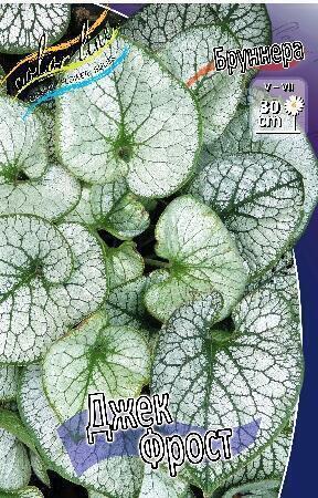 Купить оптом в Ботанике Бруннера Джек Фрост 1 шт