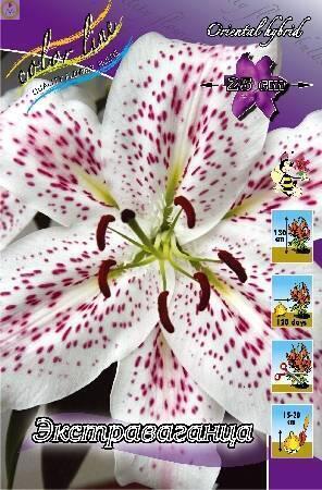 Купить оптом в Ботанике Лилия Экстраваганца 3 шт 