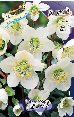 Купить оптом в Ботанике Морозник Нигер 25шт БИГ-ПАК