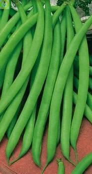 Купить оптом в Ботанике семена Фасоль Месси ЗС бренд Золотая сотка