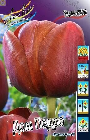 Купить оптом в Ботанике Тюльпан Дом Педро 3 шт