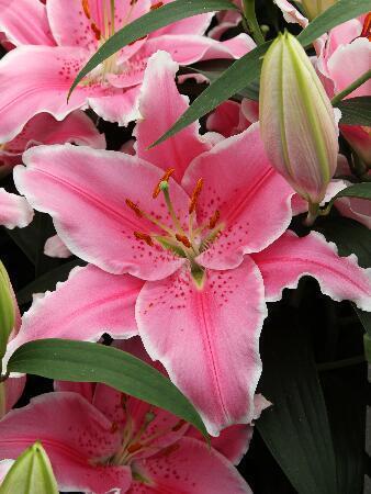 Купить оптом в Ботанике Лилия Пинк Сапфир 7 шт