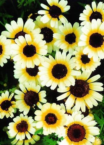 Купить оптом в Ботанике семена Хризантема Восточная звезда посевная Акв бренд Акварель