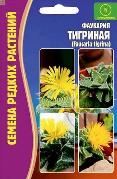 Купить оптом в Ботанике семена Фаукария Тигриная Реш бренд Решение, ООО