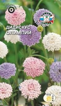 Купить оптом в Ботанике семена Дидискус Олимпий Сед бренд СеДеК