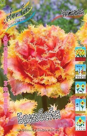 Купить оптом в Ботанике Тюльпан Бризбейн 3 шт х5