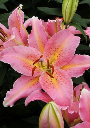 Купить оптом в Ботанике Лилия Спринг Романс 5 шт