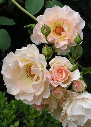 Купить оптом в Ботанике Роза Рококо 1 шт шраб