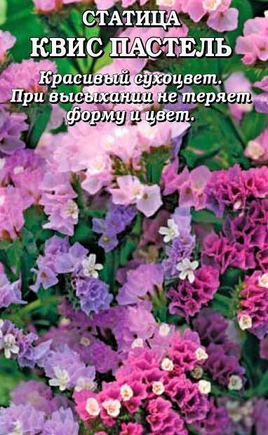 Купить оптом в Ботанике семена Статица Квис Пастель ЗС бренд Золотая сотка