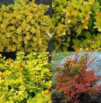 Купить оптом в Ботанике Барбарис Тунберга Сансейшн Р9