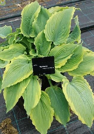 Купить оптом в Ботанике Хоста Спартакус 1 шт 