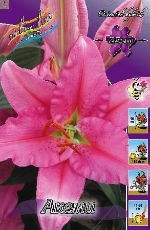 Купить оптом в Ботанике Лилия Акеми 5 шт 