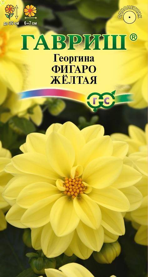 Купить оптом в Ботанике семена Георгина Фигаро желтая Гав бренд Гавриш