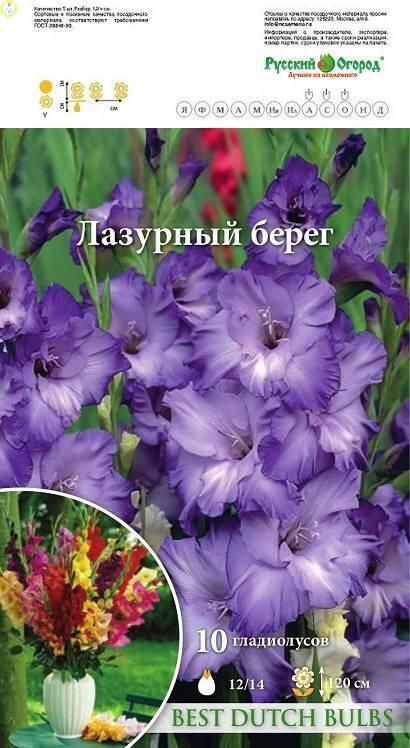 Купить оптом в Ботанике Гладиолус Лазурный берег 12/14