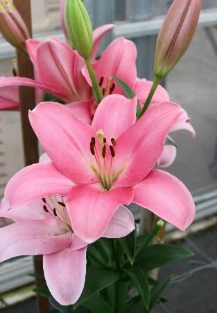 Купить оптом в Ботанике Лилия Тиррено 10 шт 