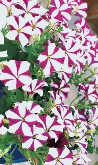 Купить оптом в Ботанике семена Петуния Капит Розовая звезда Акв бренд Акварель