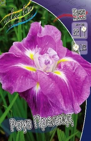 Купить оптом в Ботанике Ирис Роуз Прелюд 50 шт