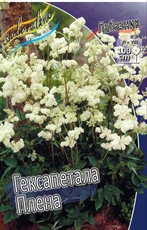 Купить оптом в Ботанике Лабазник Гексапетала Плена 25 шт