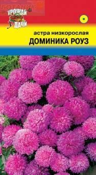 Купить оптом в Ботанике семена Астра Доминика роуз УУ бренд Урожай Удачи