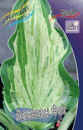 Купить оптом в Ботанике Хоста Аллеган Фог 1 шт