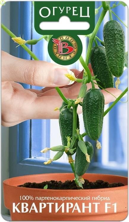 Купить оптом в Ботанике семена Огурец Квартирант F1 Био бренд Биотехника