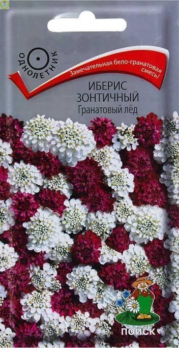 Купить оптом в Ботанике семена Иберис Гранатовый лед зонтичный Поиск бренд Поиск