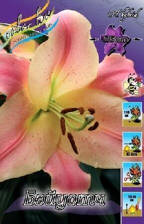 Купить оптом в Ботанике Лилия Бэйуотч 7 шт