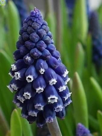 Купить оптом в Ботанике Мускари Джойс Спирит 10 шт