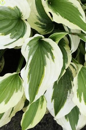Купить оптом в Ботанике Хоста Силк Роуд 1 шт