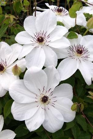 Купить оптом в Ботанике Клематис Уайт Перл 2 шт