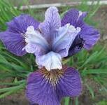 Купить оптом в Ботанике семена Ирис Сибирский Агр бренд Агрико