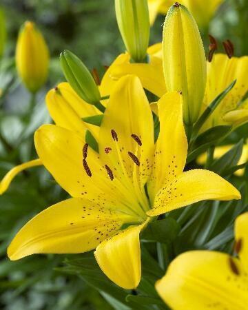 Купить оптом в Ботанике Лилия Голден Матрикс 7 шт