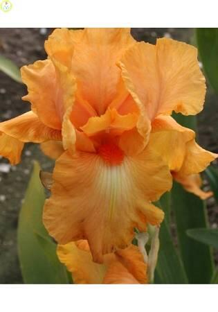 Купить оптом в Ботанике Ирис Робусто 2 шт 