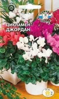 Купить оптом в Ботанике семена Цикламен Джордан Сед бренд СеДеК