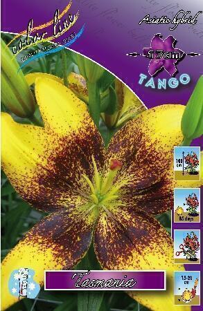 Купить оптом в Ботанике Лилия Тасмания 7 шт