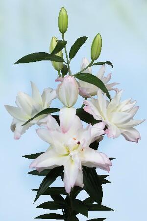 Купить оптом в Ботанике Лилия Сноуборд 7 шт