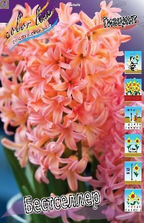 Купить оптом в Ботанике Гиацинт Бестселлер 3 шт