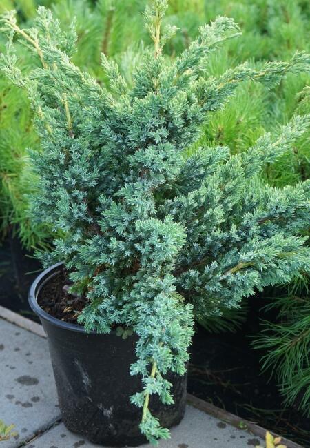 Купить оптом в Ботанике Можжевельник чешуйчатый Блю Компакт P9