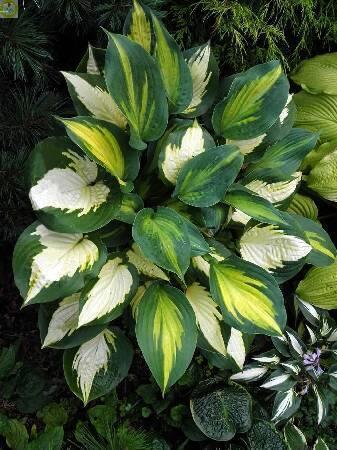 Купить оптом в Ботанике Хоста Форбидден Фрут 25шт